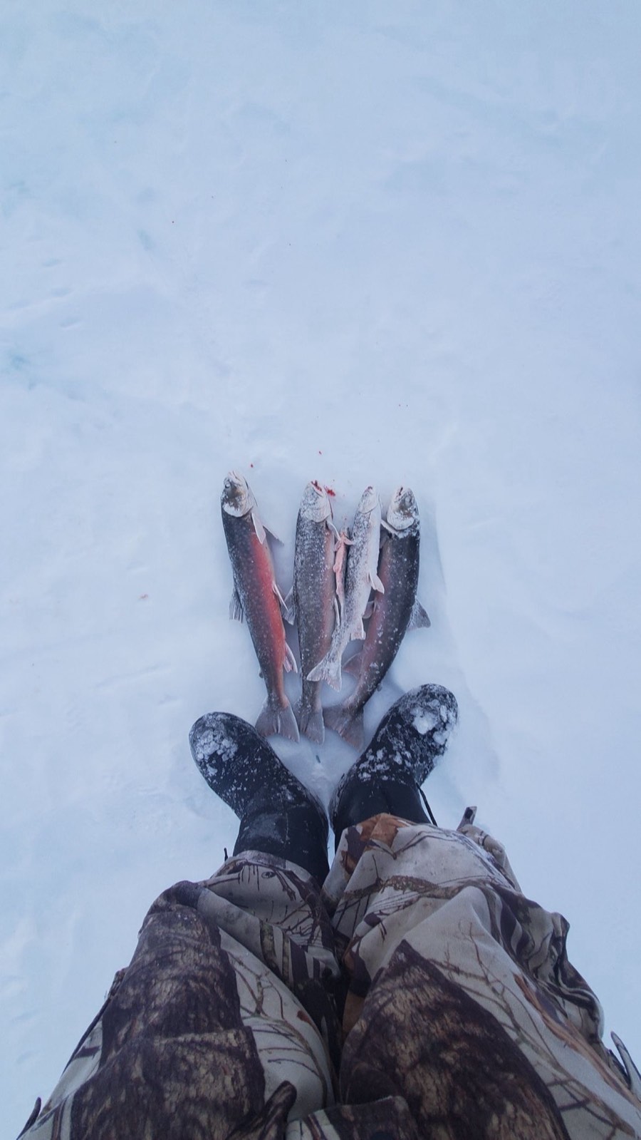 Freshly caught char laid out on the snow beside an angler's boots